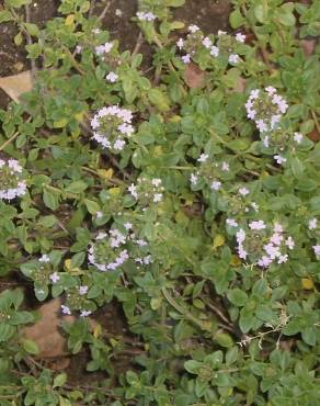 Fotografia 7 da espécie Thymus x citriodorus no Jardim Botânico UTAD