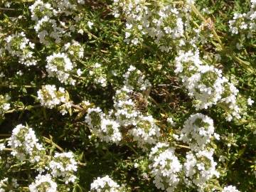 Fotografia da espécie Thymus zygis subesp. zygis