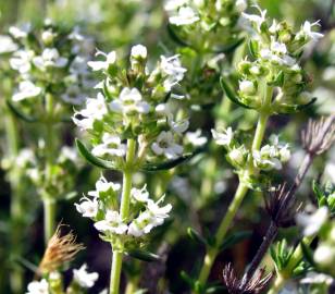 Fotografia da espécie Thymus zygis subesp. zygis