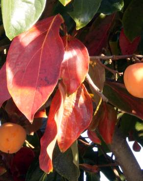 Fotografia 3 da espécie Diospyros kaki no Jardim Botânico UTAD