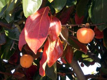 Fotografia da espécie Diospyros kaki