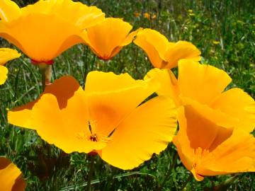 Fotografia da espécie Eschscholzia californica subesp. californica