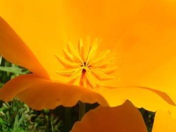 Fotografia da espécie Eschscholzia californica subesp. californica