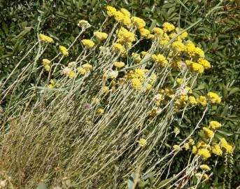 Fotografia da espécie Helichrysum stoechas