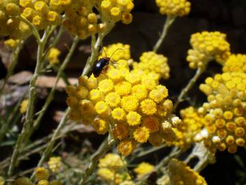 Fotografia da espécie Helichrysum stoechas