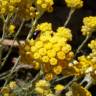 Fotografia 3 da espécie Helichrysum stoechas do Jardim Botânico UTAD