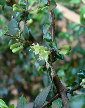 Fotografia 4 da espécie Lonicera nitida no Jardim Botânico UTAD