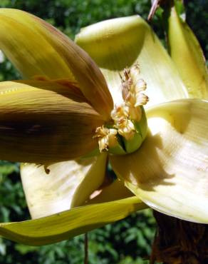 Fotografia 3 da espécie Musa x paradisiaca no Jardim Botânico UTAD