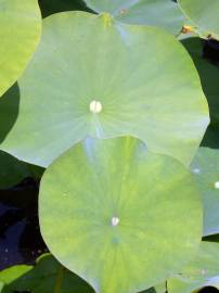 Fotografia da espécie Nymphoides peltata