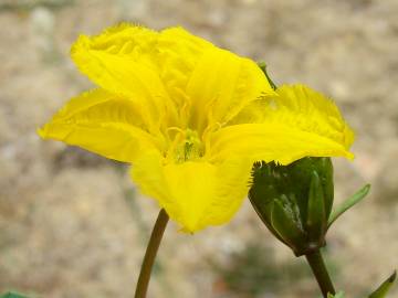 Fotografia da espécie Nymphoides peltata