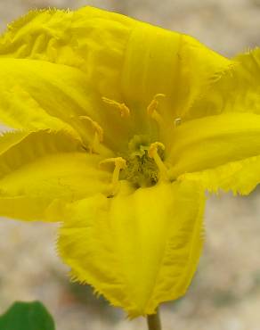 Fotografia 5 da espécie Nymphoides peltata no Jardim Botânico UTAD