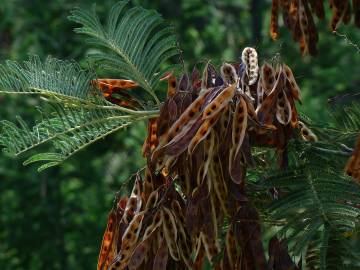 Fotografia da espécie Acacia dealbata