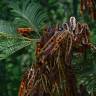 Fotografia 3 da espécie Acacia dealbata do Jardim Botânico UTAD