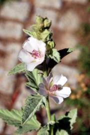 Fotografia da espécie Althaea officinalis