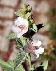 Althaea officinalis