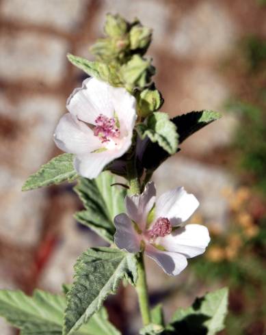 Fotografia de capa Althaea officinalis - do Jardim Botânico