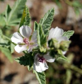 Fotografia da espécie Althaea officinalis