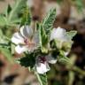 Fotografia 3 da espécie Althaea officinalis do Jardim Botânico UTAD