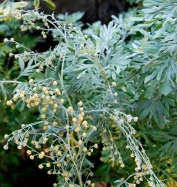 Fotografia da espécie Artemisia absinthium