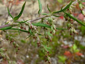 Fotografia da espécie Artemisia vulgaris