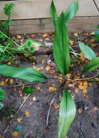 Fotografia da espécie Aspidistra elatior