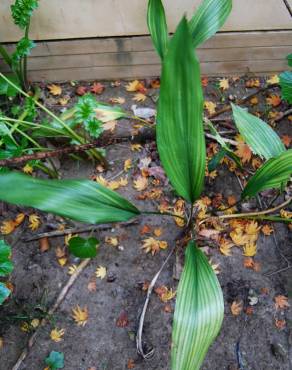 Fotografia 2 da espécie Aspidistra elatior no Jardim Botânico UTAD