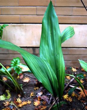 Fotografia 3 da espécie Aspidistra elatior no Jardim Botânico UTAD