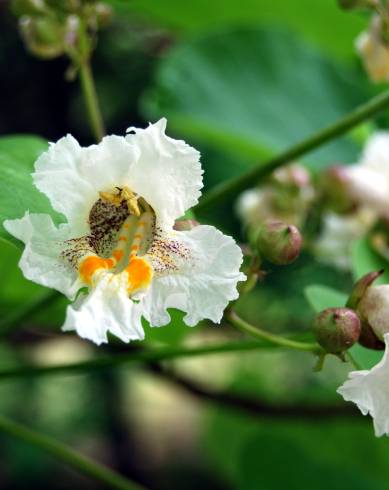 Fotografia de capa Catalpa bignonioides - do Jardim Botânico