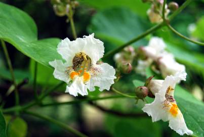 Fotografia da espécie Catalpa bignonioides