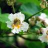 Fotografia 1 da espécie Catalpa bignonioides do Jardim Botânico UTAD