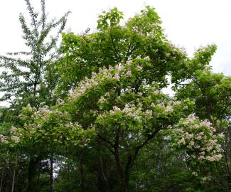 Fotografia da espécie Catalpa bignonioides