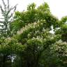 Fotografia 3 da espécie Catalpa bignonioides do Jardim Botânico UTAD