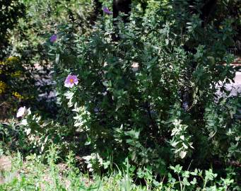 Fotografia da espécie Cistus albidus