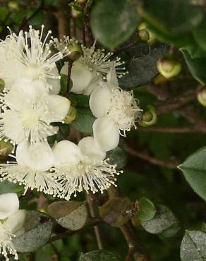 Fotografia 1 da espécie Luma chequen no Jardim Botânico UTAD