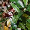 Fotografia 4 da espécie Acca sellowiana do Jardim Botânico UTAD