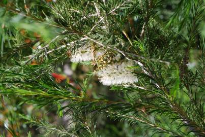 Fotografia da espécie Melaleuca armillaris