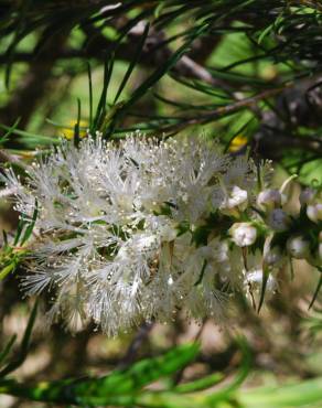 Fotografia 3 da espécie Melaleuca armillaris no Jardim Botânico UTAD