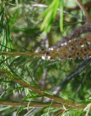 Fotografia 4 da espécie Melaleuca armillaris no Jardim Botânico UTAD