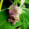 Fotografia 1 da espécie Araujia sericifera do Jardim Botânico UTAD