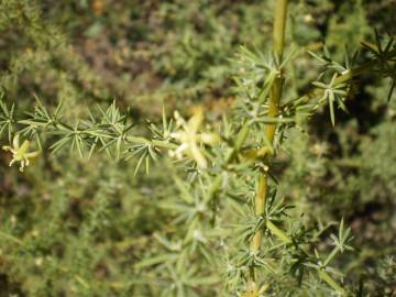 Fotografia da espécie Asparagus acutifolius