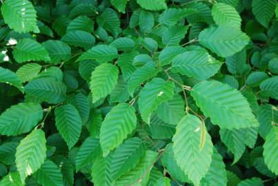 Fotografia da espécie Carpinus betulus