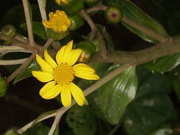 Fotografia da espécie Farfugium japonicum