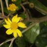 Fotografia 4 da espécie Farfugium japonicum do Jardim Botânico UTAD