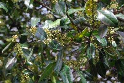 Fotografia da espécie Ilex aquifolium