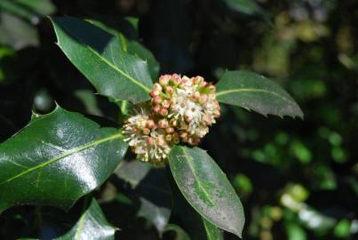 Fotografia da espécie Ilex aquifolium