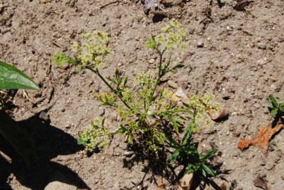 Fotografia da espécie Petroselinum crispum