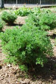 Fotografia da espécie Artemisia campestris subesp. maritima