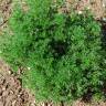Fotografia 3 da espécie Artemisia campestris subesp. maritima do Jardim Botânico UTAD
