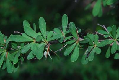 Fotografia da espécie Berberis vulgaris