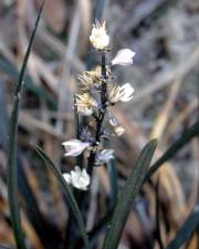 Fotografia da espécie Ophiopogon planiscapus